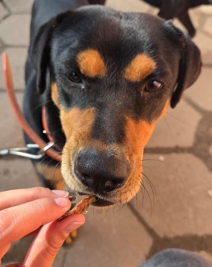 Boba, cadela de porte médio para adoção em Porto Alegre - RS — foto 3 de 4