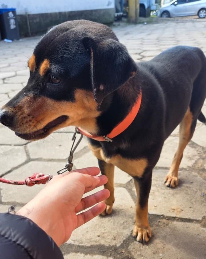 Boba, cadela de porte médio para adoção em Porto Alegre - RS — foto 4 de 4