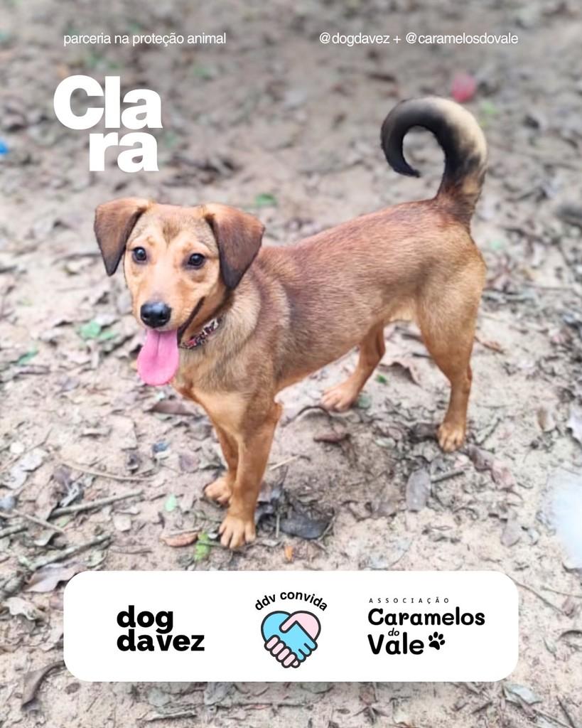 Clara, cadela de porte pequeno para adoção em Porto Alegre - RS