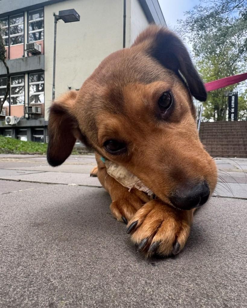 Clara, cadela de porte pequeno para adoção em Porto Alegre - RS — foto 2 de 4