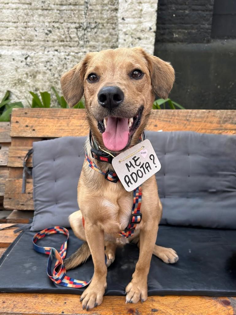 Simba, cachorro de porte médio para adoção em Porto Alegre - RS