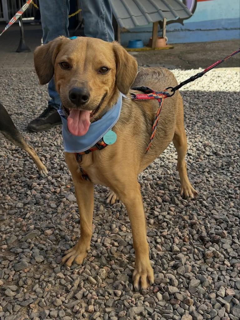 Simba, cachorro de porte médio para adoção em Porto Alegre - RS — foto 2 de 12