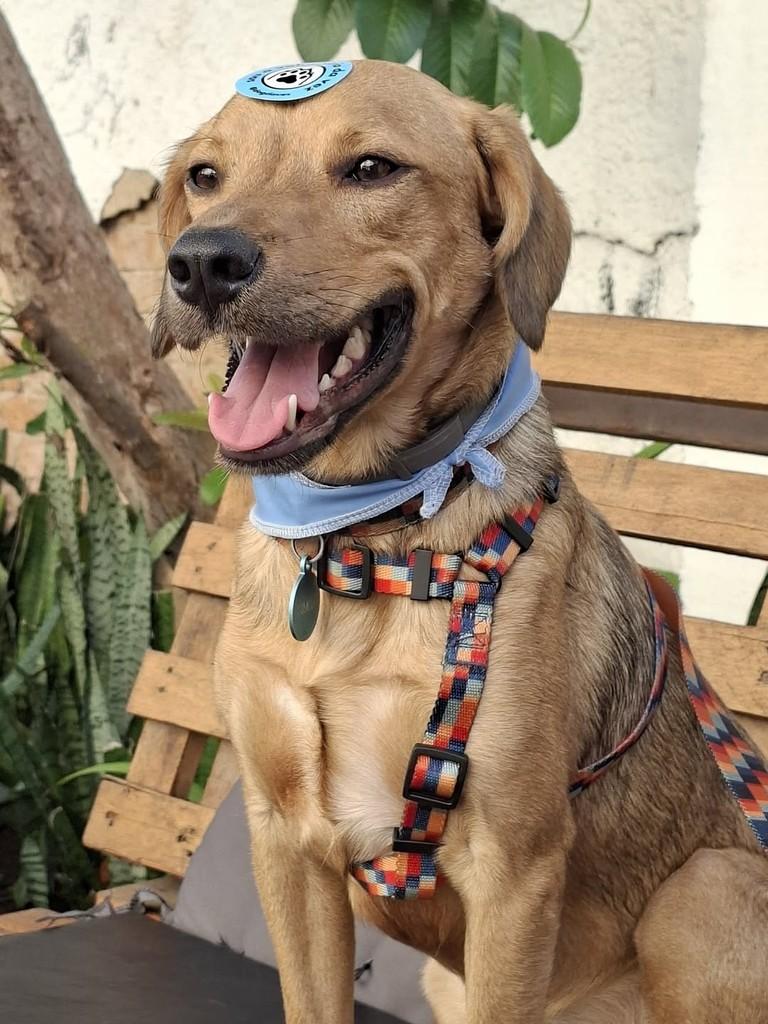 Simba, cachorro de porte médio para adoção em Porto Alegre - RS — foto 3 de 12