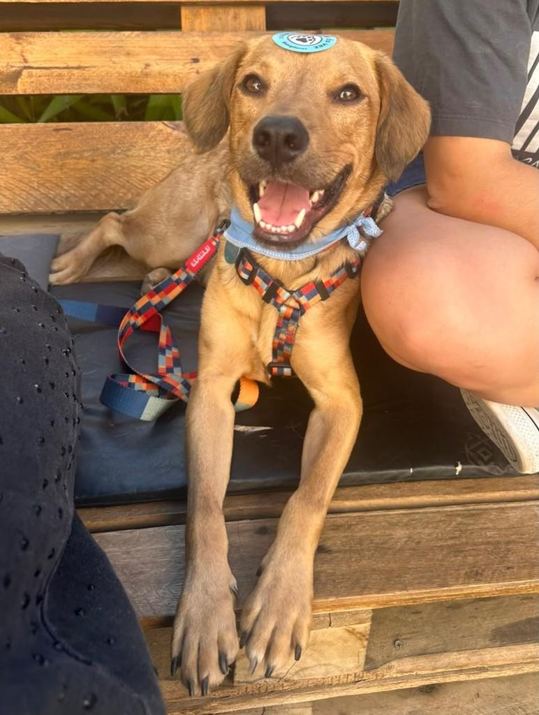 Simba, cachorro de porte médio para adoção em Porto Alegre - RS — foto 4 de 12