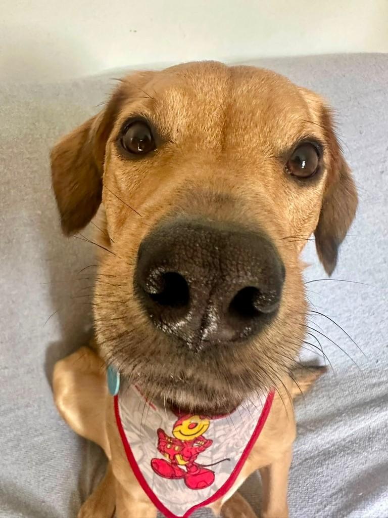 Simba, cachorro de porte médio para adoção em Porto Alegre - RS — foto 5 de 12