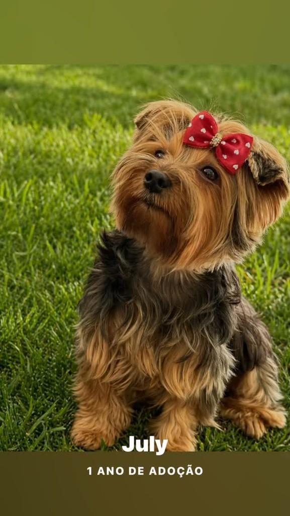 July, cachorro de porte pequeno para adoção em São Paulo - SP