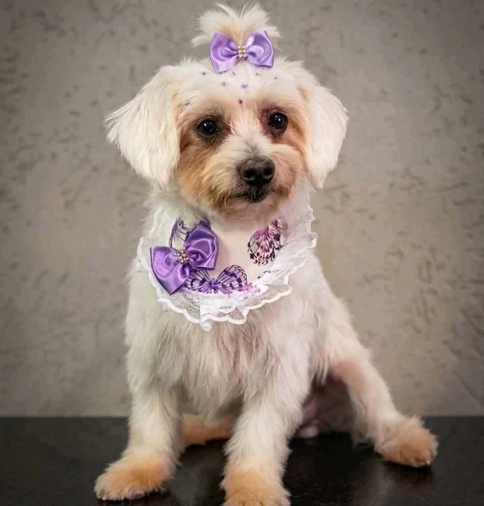Vitória, cachorro de porte pequeno para adoção em Vitória - ES