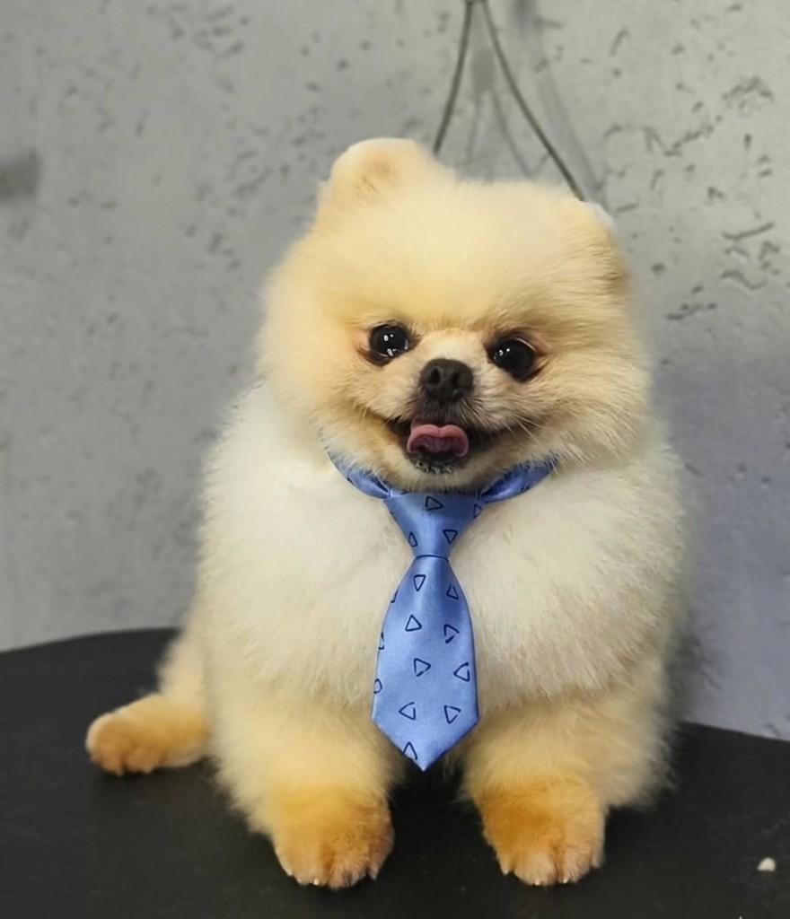 Kim, cachorro de porte pequeno para adoção em São Paulo - SP