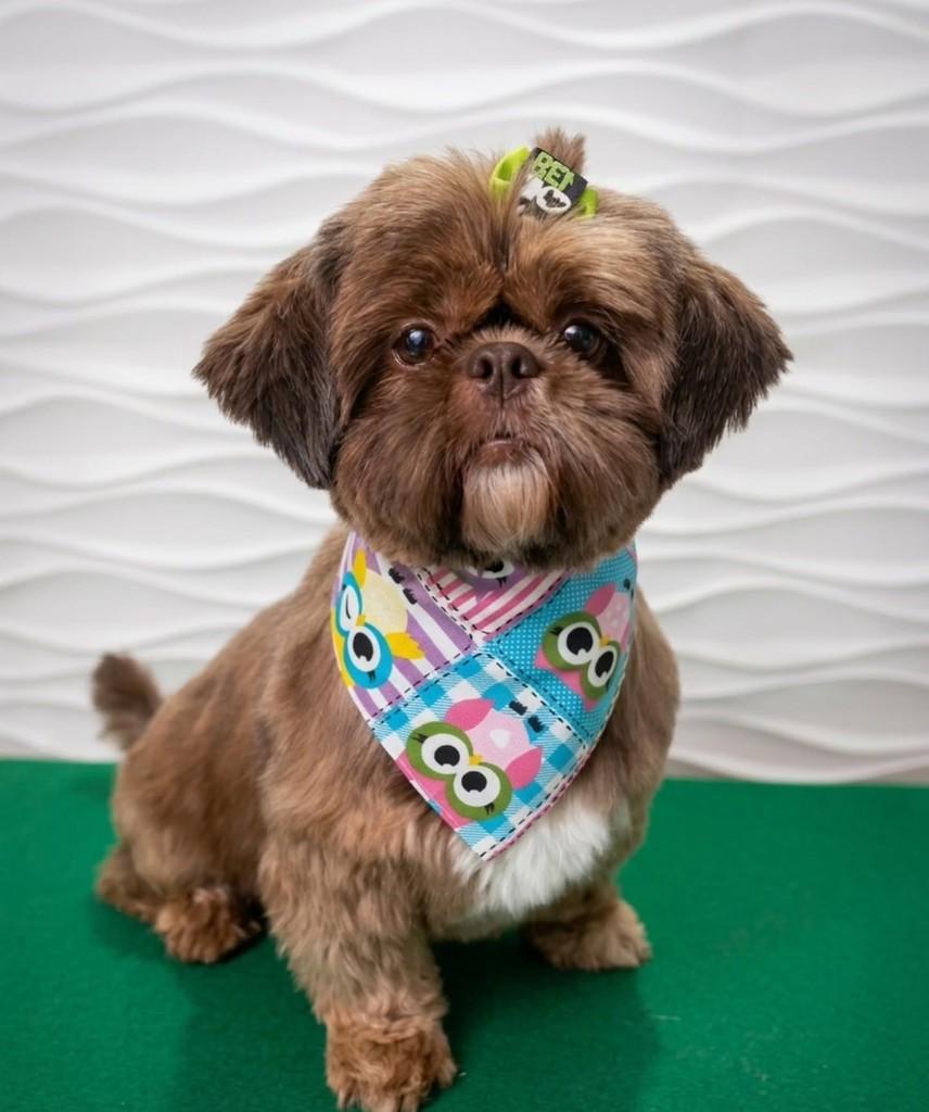 Shuri, cachorro de porte pequeno para adoção em São Paulo - SP
