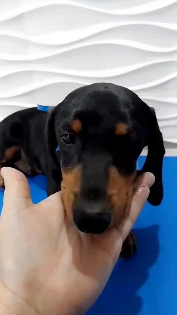 Hugo, cachorro de porte pequeno para adoção em São Paulo - SP
