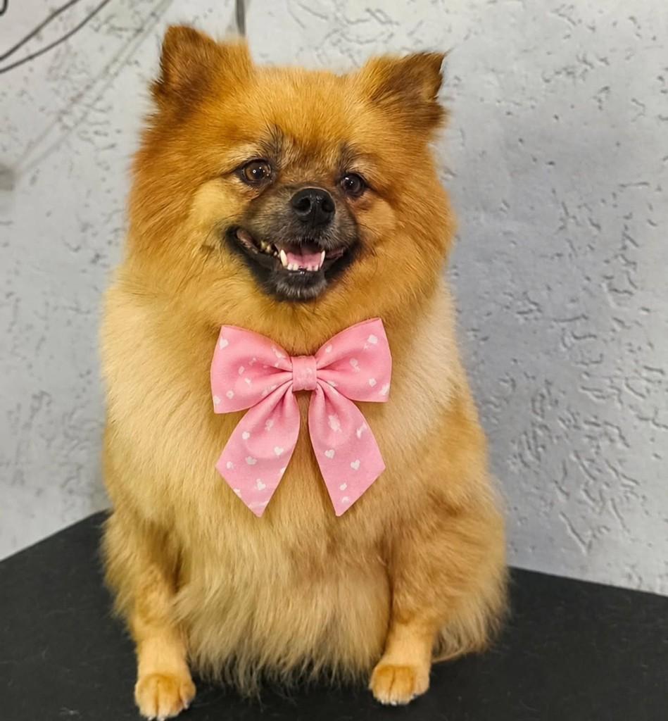 Jordana, cachorro de porte médio para adoção em São Paulo - SP