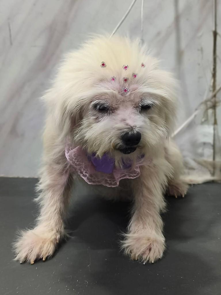 Dona Isabel, cachorro de porte pequeno para adoção em São Paulo - SP