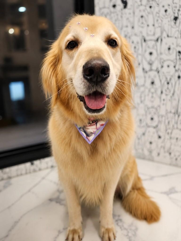 Fernanda, cachorro de porte pequeno para adoção em São Paulo - SP