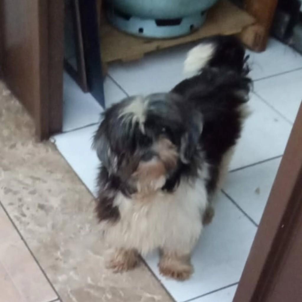 Cora, cachorro de porte pequeno para adoção em São Paulo - SP