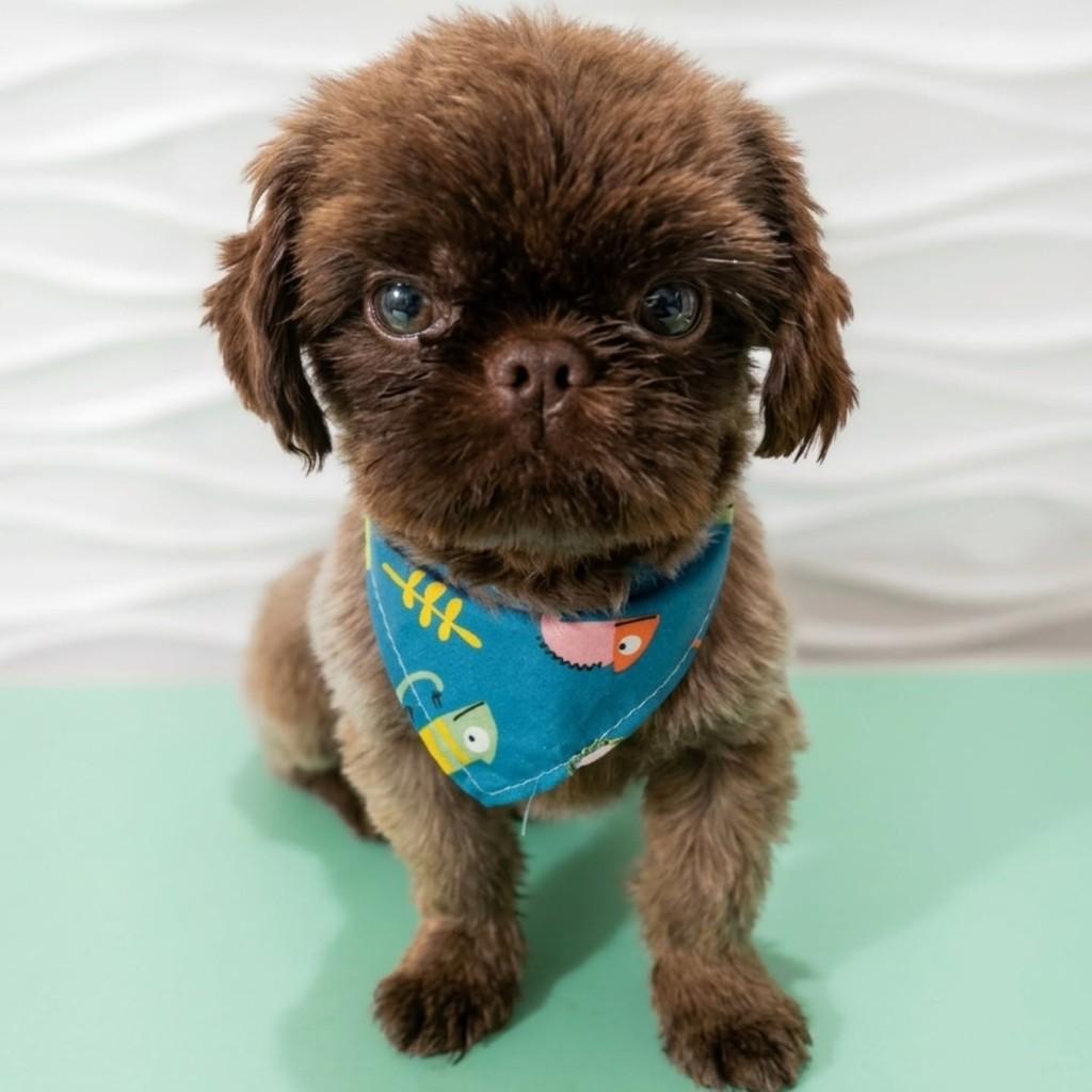 Nemo, cachorro de porte pequeno para adoção em São Paulo - SP