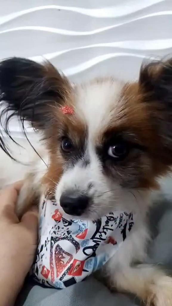 Eric, cachorro de porte pequeno para adoção em São Paulo - SP