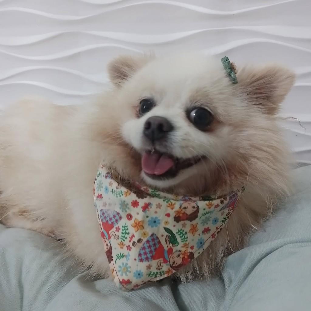 Capitu, cachorro de porte pequeno para adoção em São Paulo - SP