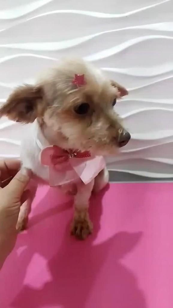 Lina, cachorro de porte pequeno para adoção em São Paulo - SP