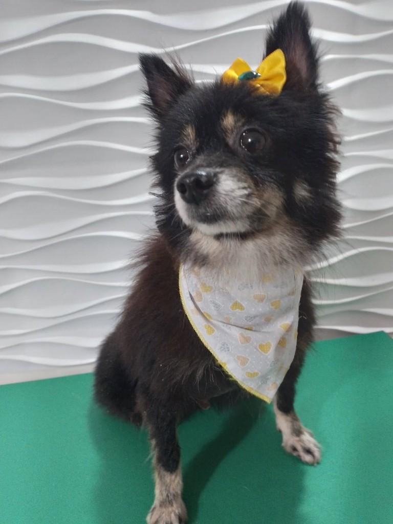 Magda, cachorro de porte pequeno para adoção em São Paulo - SP