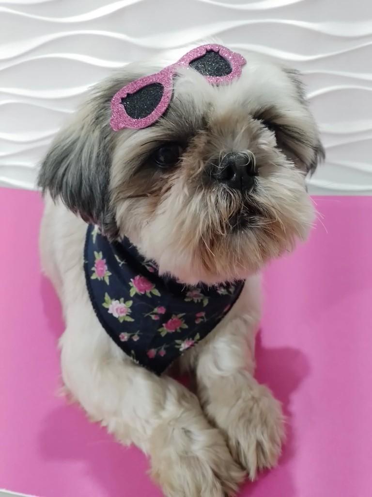 Tequila, cachorro de porte pequeno para adoção em São Paulo - SP