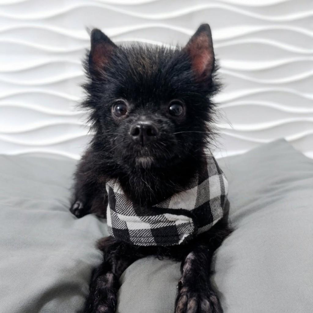 Domini, cachorro de porte pequeno para adoção em São Paulo - SP