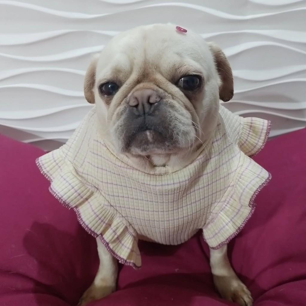 Nicoli, cachorro de porte pequeno para adoção em São Paulo - SP