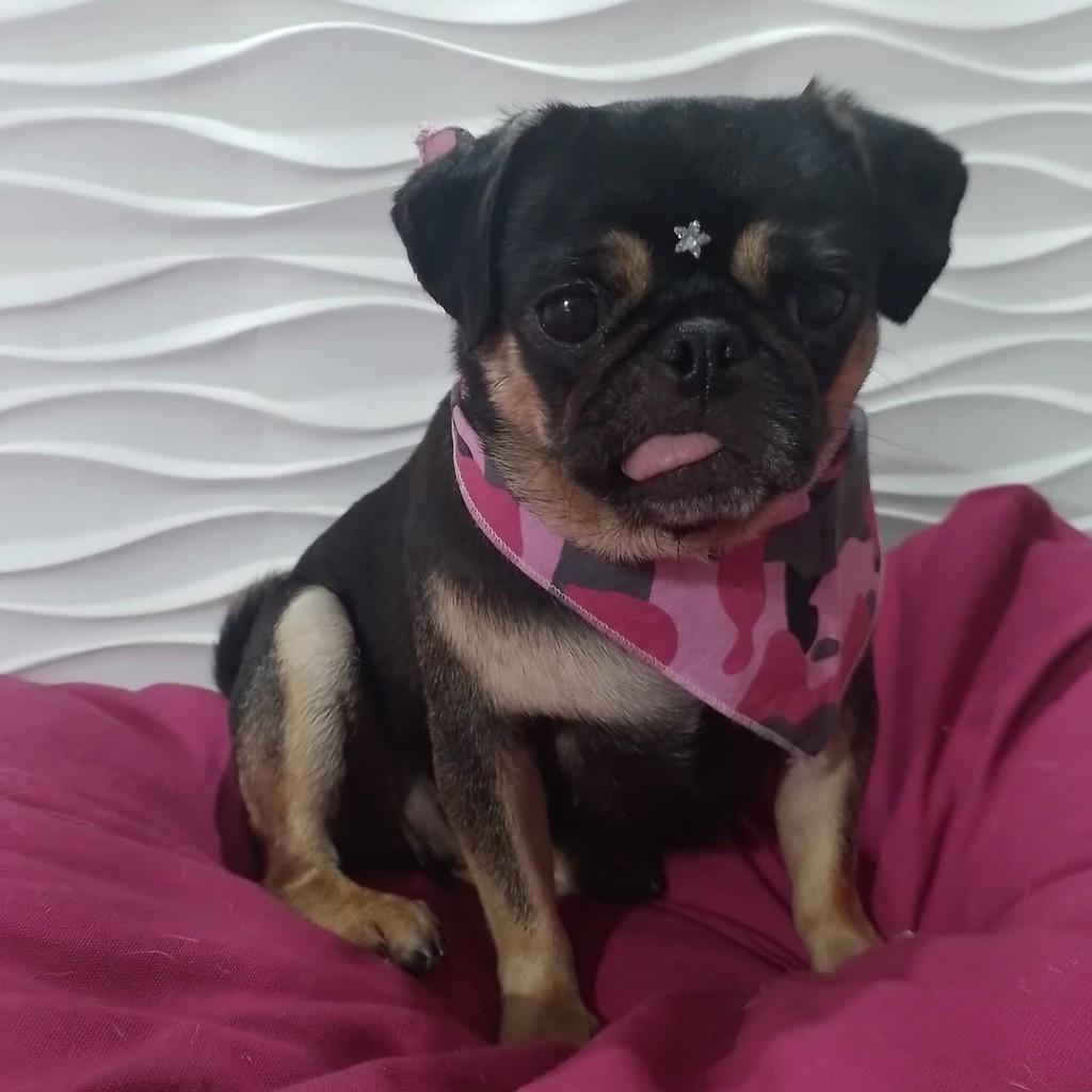 Sol, cachorro de porte pequeno para adoção em São Paulo - SP