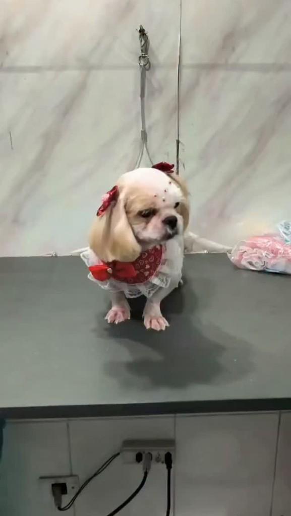 Berenice, cachorro de porte pequeno para adoção em São Paulo - SP