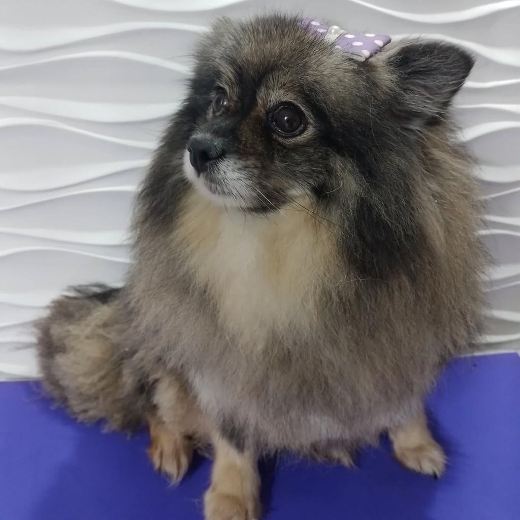 Lilac, cachorro de porte pequeno para adoção em São Paulo - SP