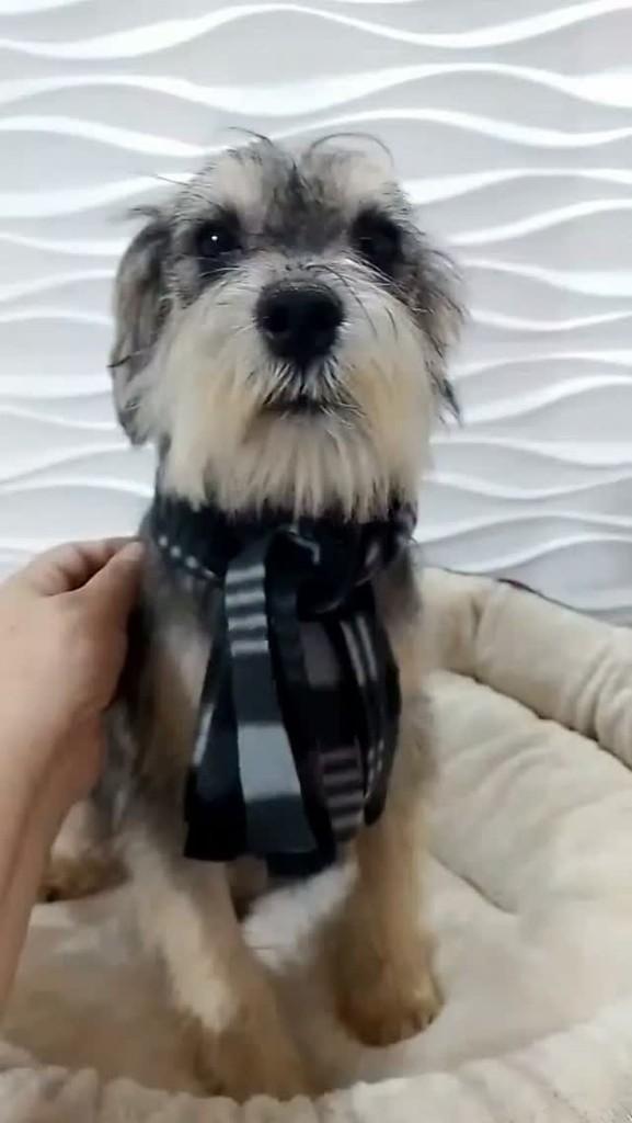Antony, cachorro de porte médio para adoção em São Paulo - SP