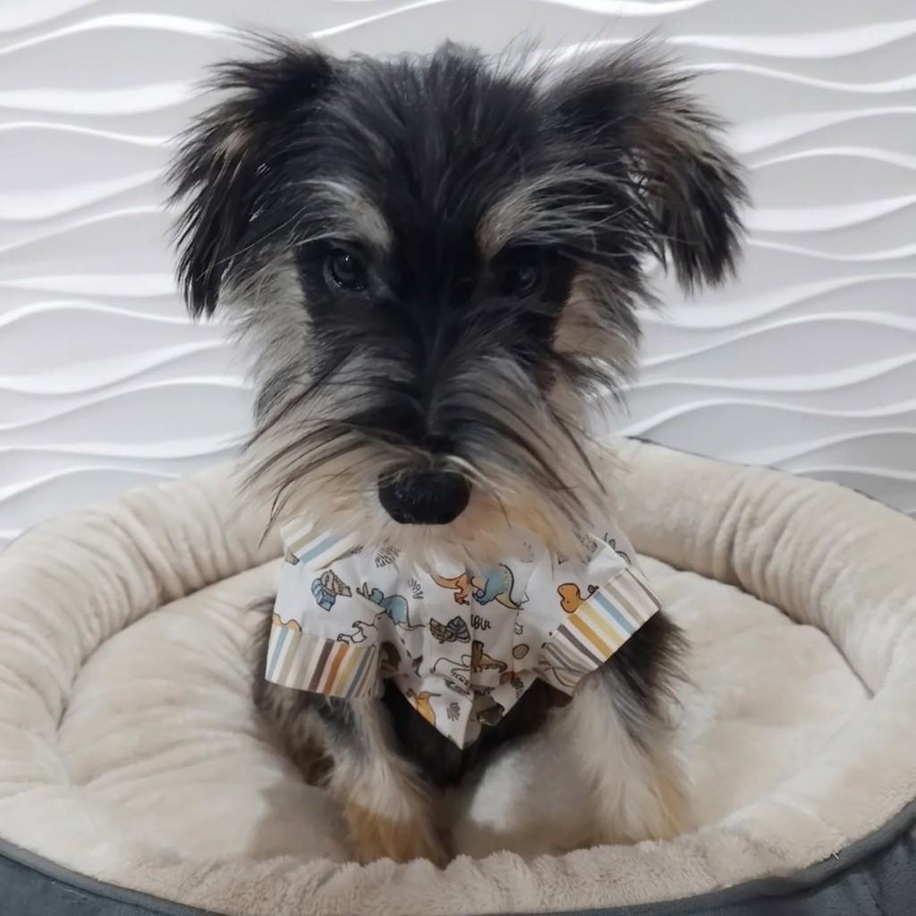 Caetano, cachorro de porte pequeno para adoção em São Paulo - SP