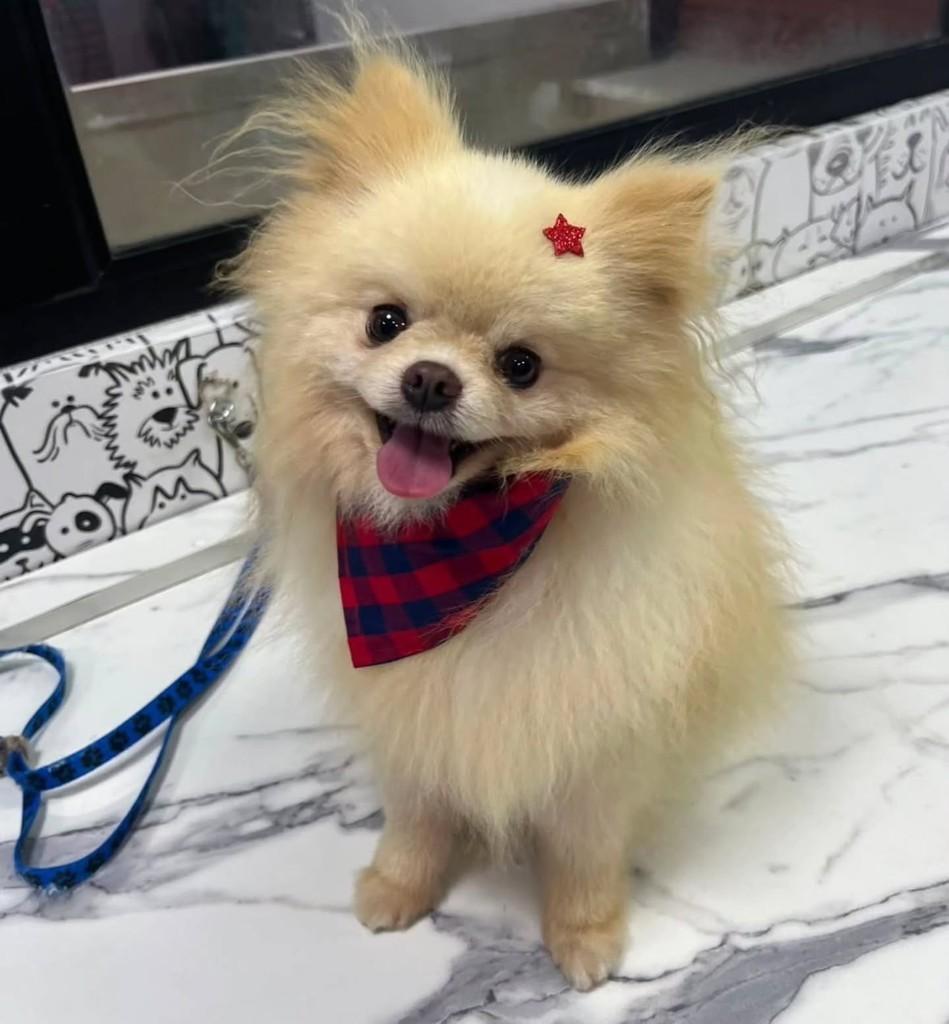 Olaf, cachorro de porte pequeno para adoção em São Paulo - SP