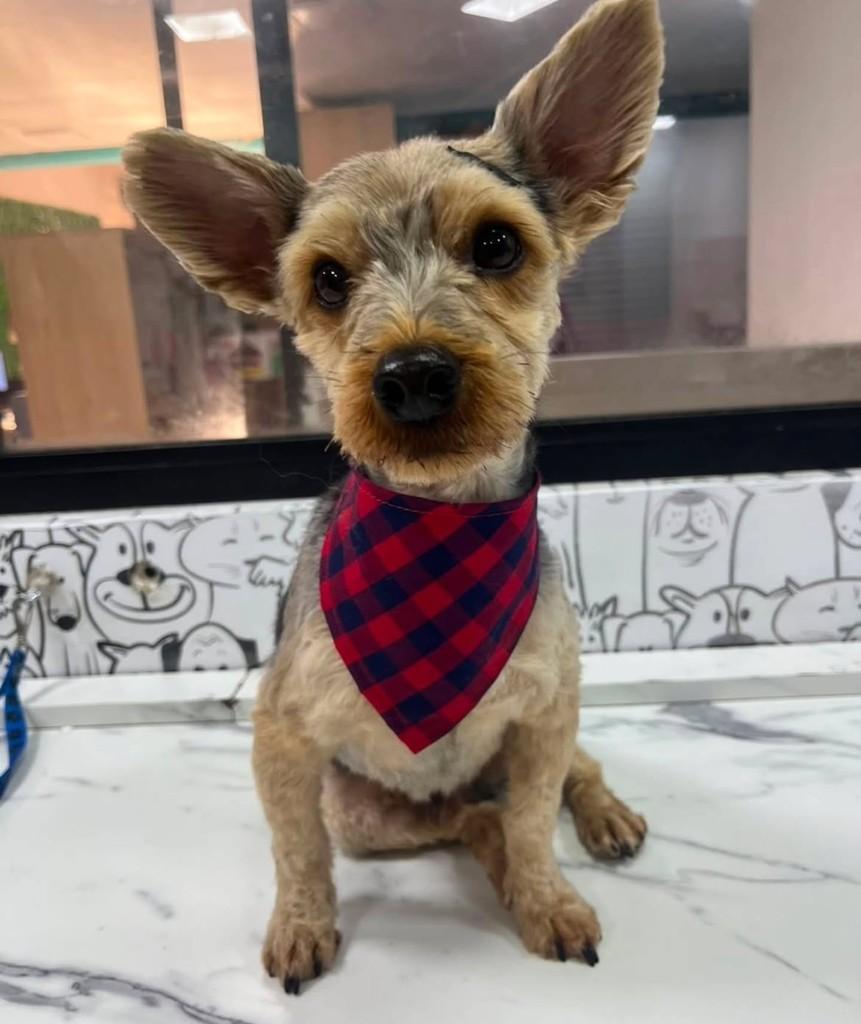 Tony, cachorro de porte pequeno para adoção em São Paulo - SP