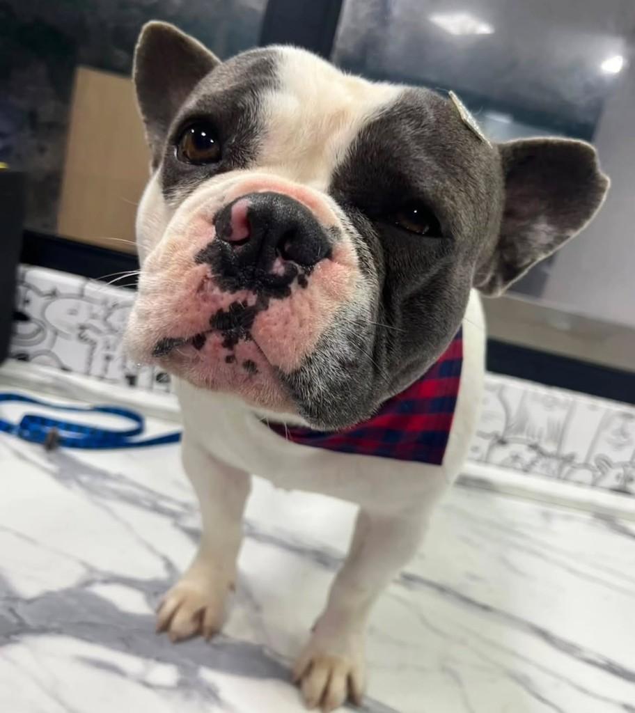 Zaion, cachorro de porte médio para adoção em São Paulo - SP