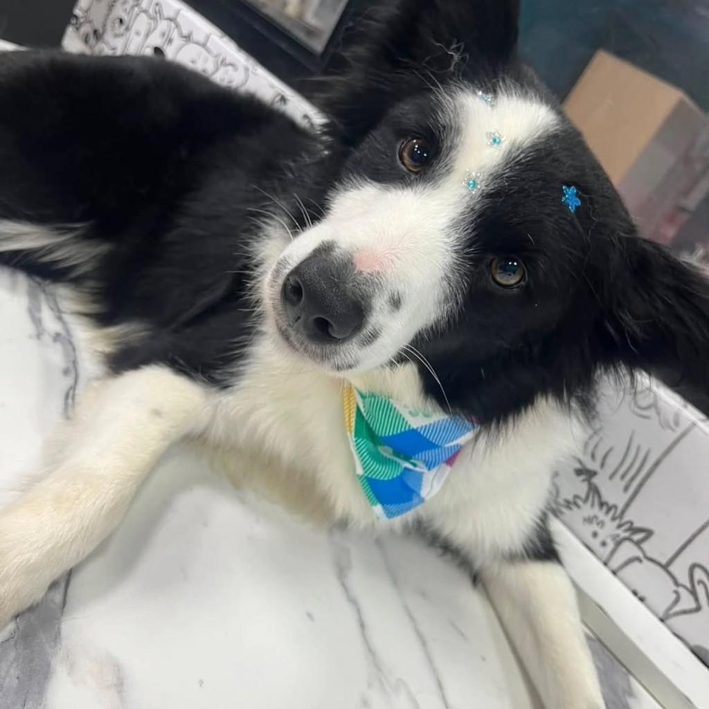 Fran, cachorro de porte médio para adoção em São Paulo - SP