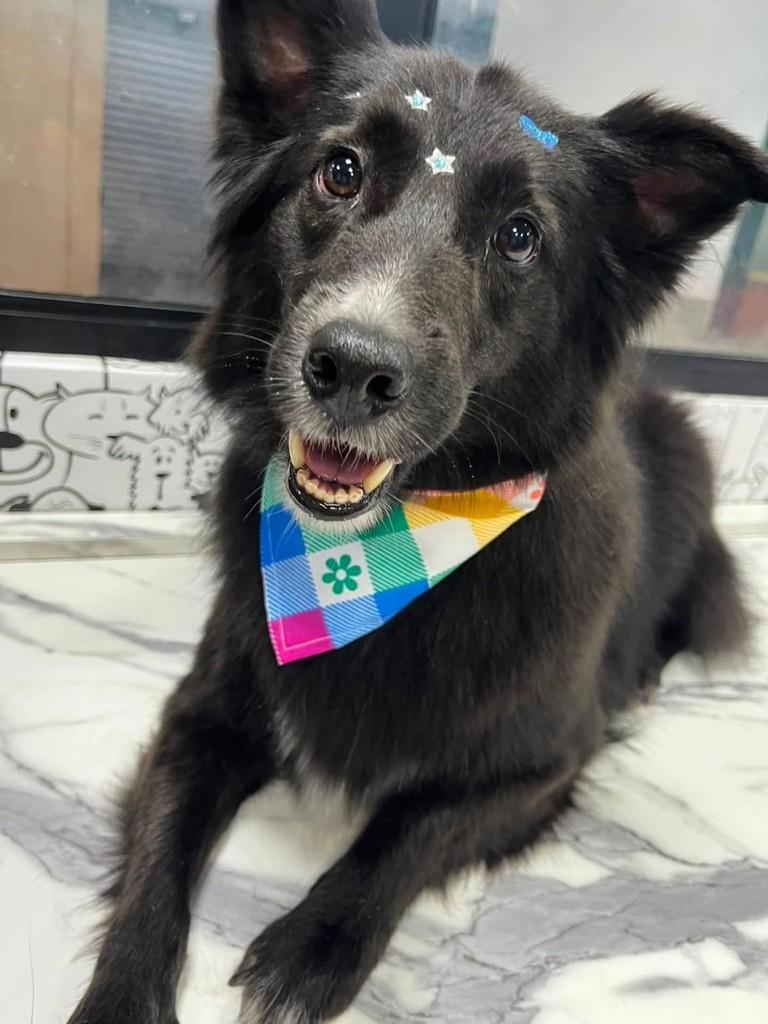 Pantera, cachorro de porte médio para adoção em São Paulo - SP