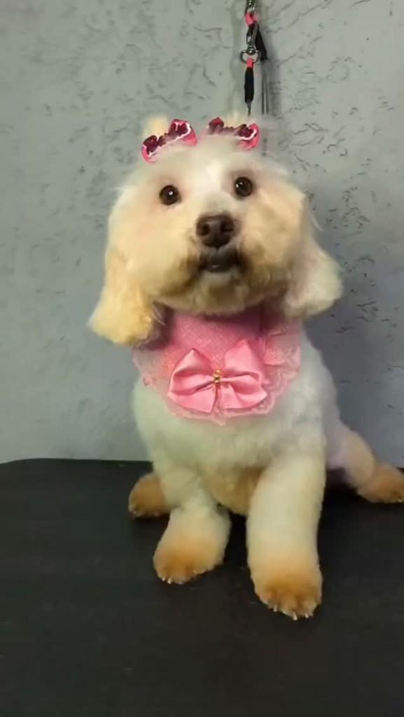 Clarisse, cachorro de porte pequeno para adoção em São Paulo - SP