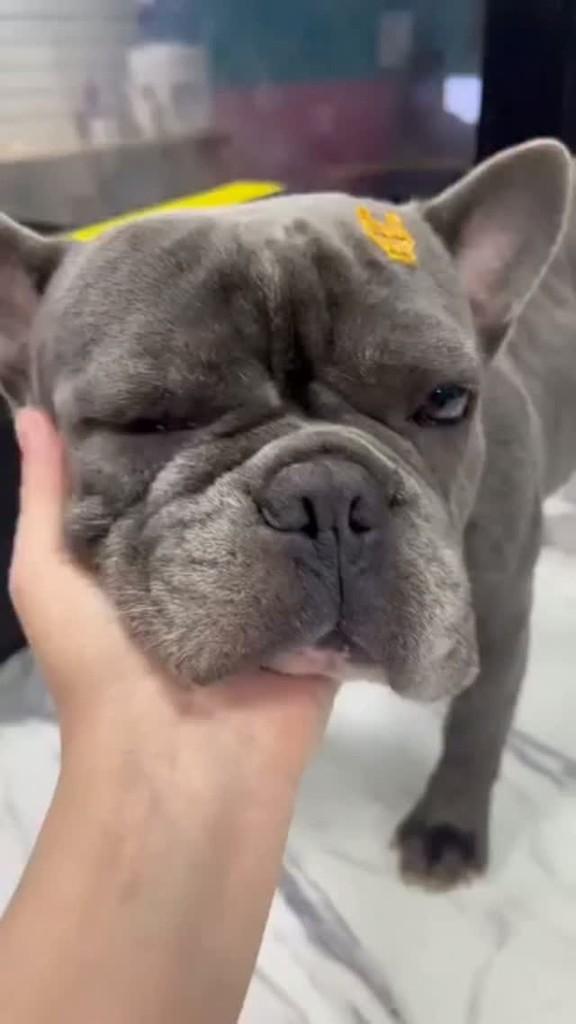 Mônaco, cachorro de porte médio para adoção em São Paulo - SP