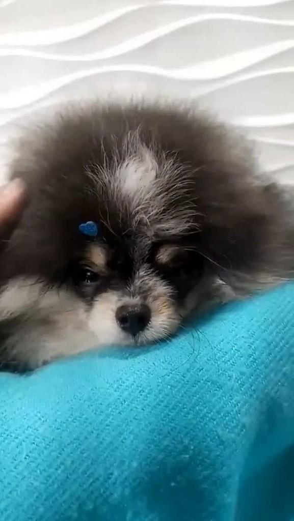 Fofinho, cachorro de porte pequeno para adoção em São Paulo - SP