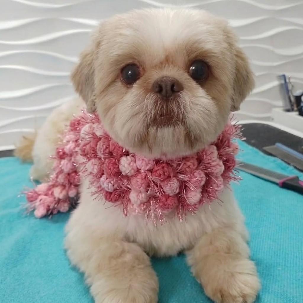 Maitê, cadela de porte pequeno para adoção em São Paulo - SP