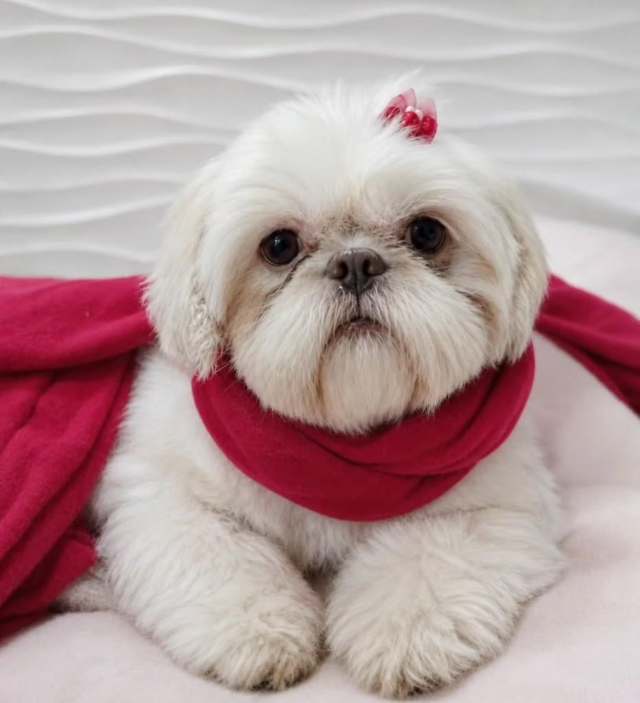Leticia, cachorro de porte pequeno para adoção em São Paulo - SP