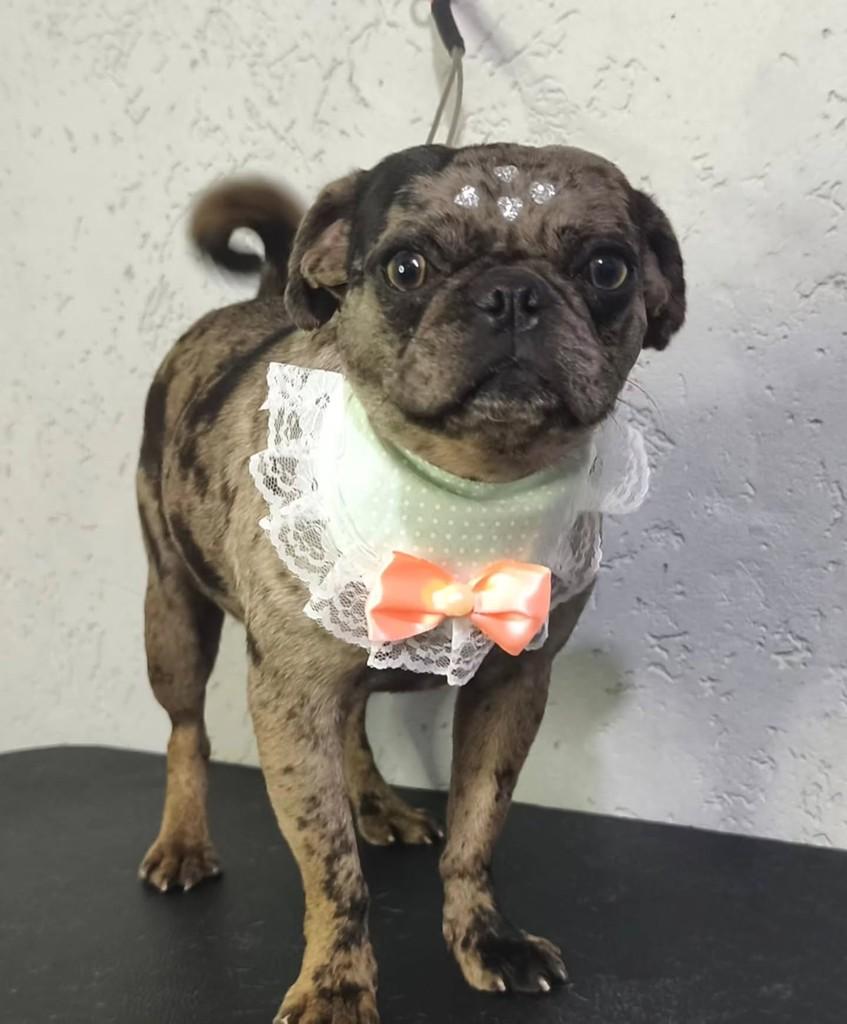 Pamela, cachorro de porte pequeno para adoção em São Paulo - SP