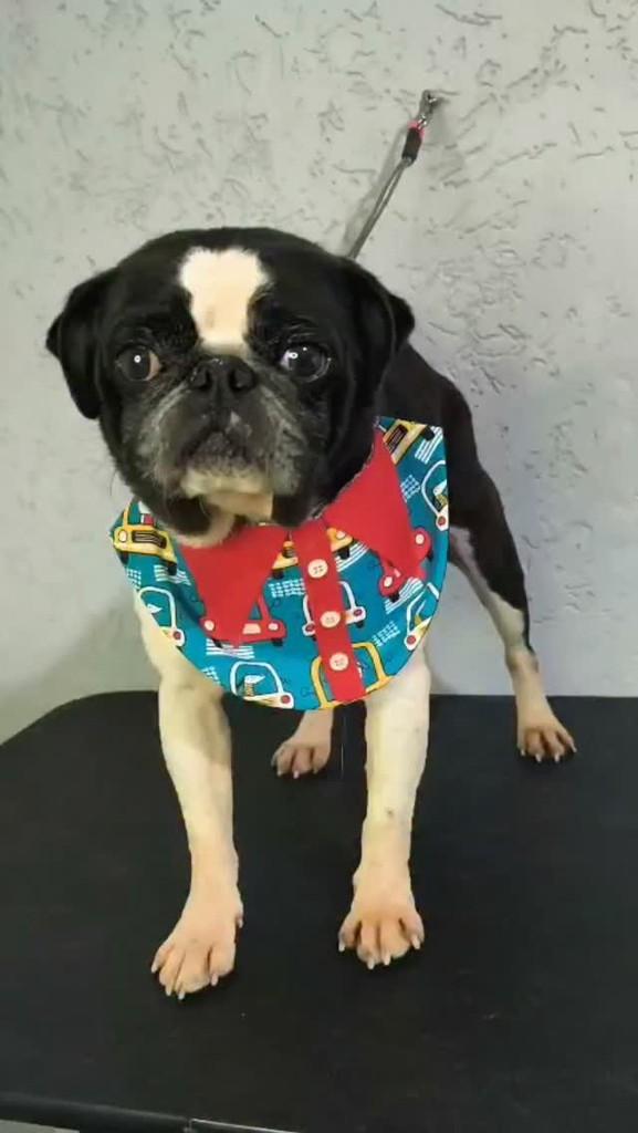 Gustavo, cachorro de porte pequeno para adoção em São Paulo - SP