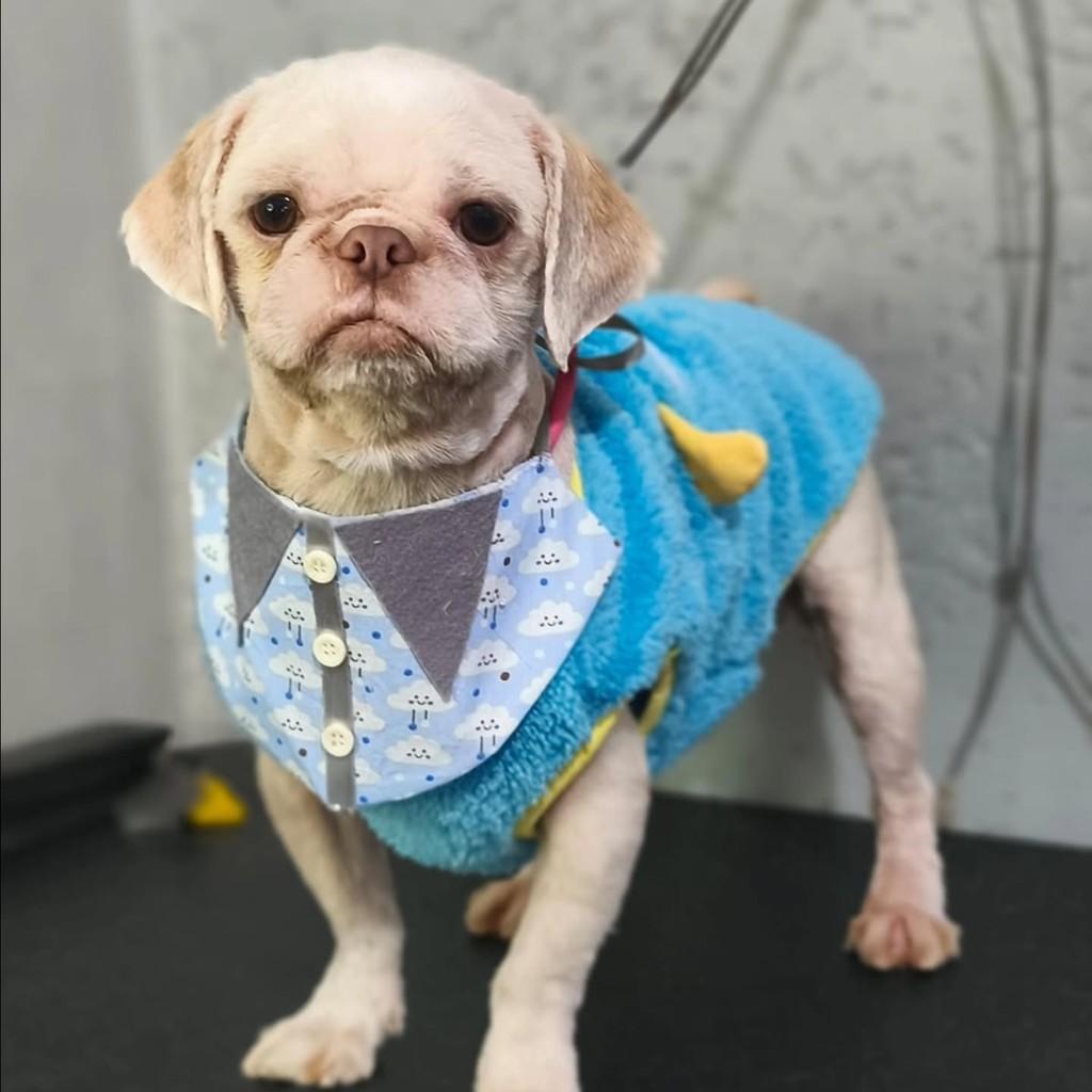 Benny, cachorro de porte pequeno para adoção em São Paulo - SP