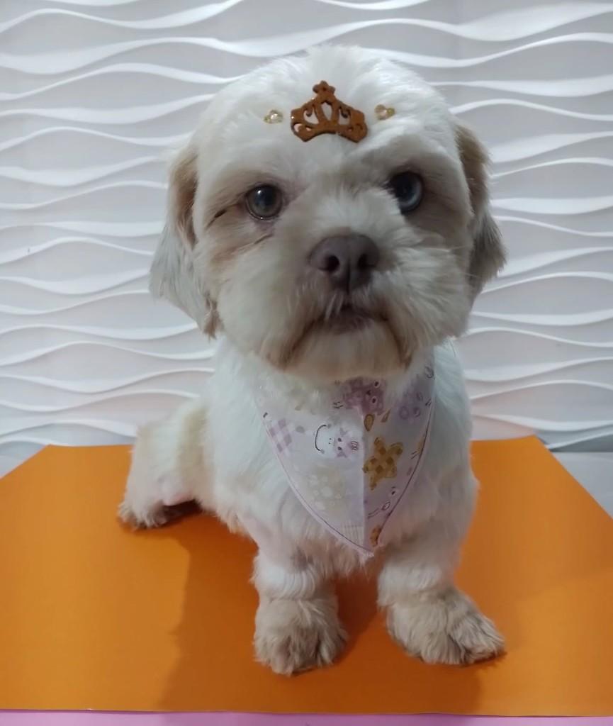Antonella, cachorro de porte pequeno para adoção em São Paulo - SP