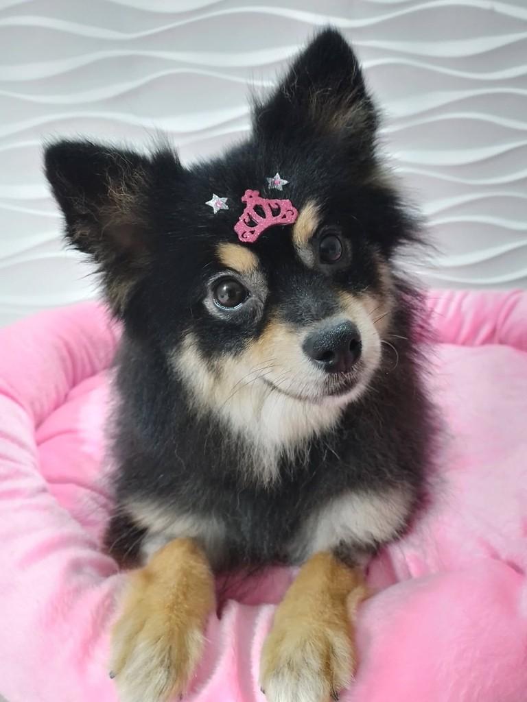 Doris, cachorro de porte pequeno para adoção em São Paulo - SP