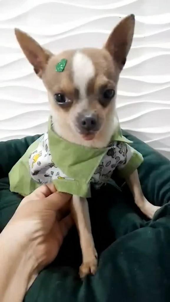 Ravi, cachorro de porte pequeno para adoção em São Paulo - SP