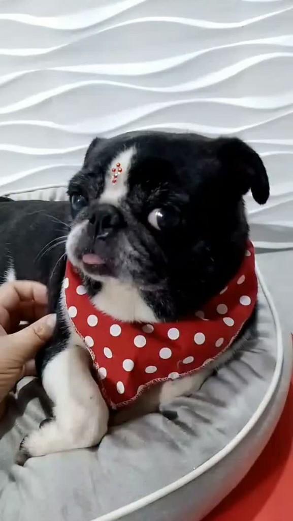 Fiorela, cachorro de porte pequeno para adoção em São Paulo - SP