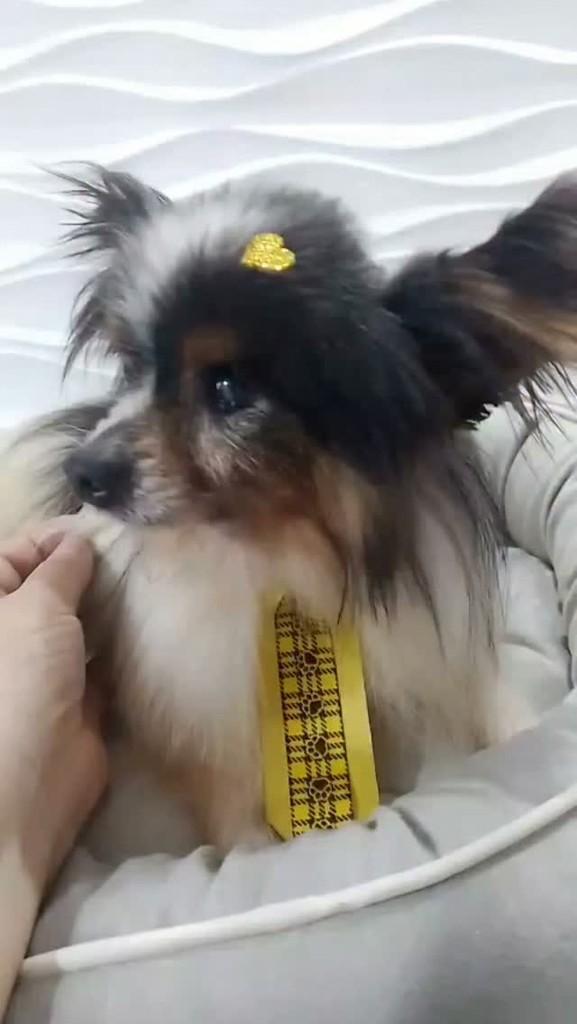 Nilo, cachorro de porte pequeno para adoção em São Paulo - SP