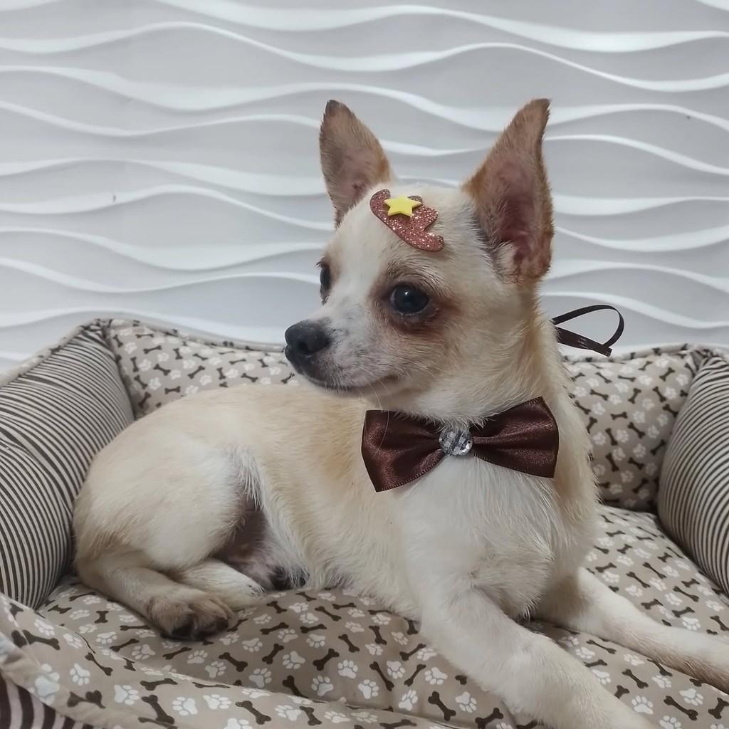 Cowboy, cachorro de porte pequeno para adoção em São Paulo - SP